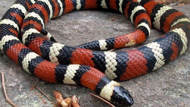 CIUDAD LINEAL. Encuentran una serpiente “rey escarlata” en un garaje