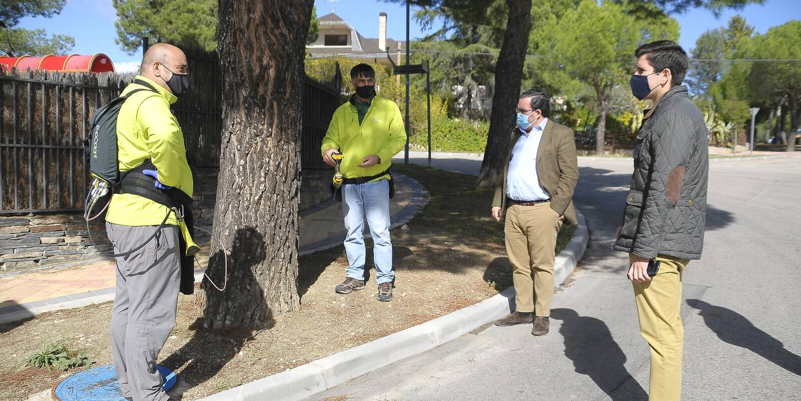 BOADILLA DEL MONTE. El Ayuntamiento realizará más de 1.500 inyecciones en pinos dentro de la campaña anual contra la oruga procesionaria