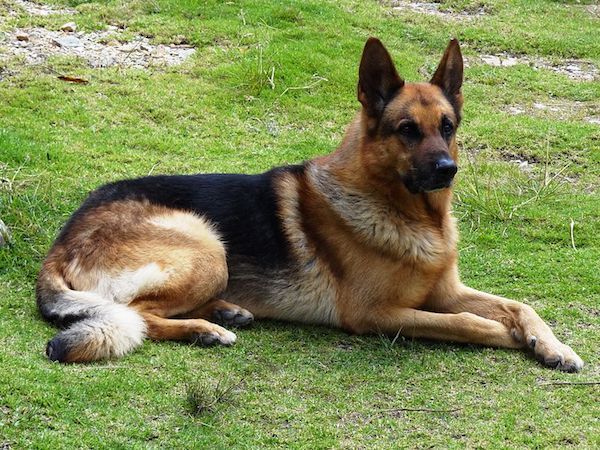 RUSIA. Un perro escapa de su tumba después de que sus dueños lo enterraran vivo