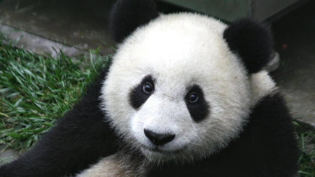 CHINA. Adiós a Xinxing: la osa panda más longeva del mundo muere a los 38 años