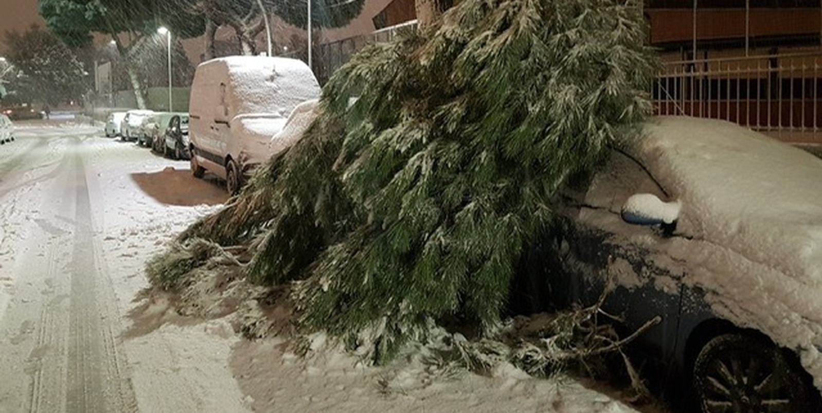 POZUELO DE ALARCÓN. El Ayuntamiento incorpora hasta un total de 100 personas para apoyar en las labores de retirada de árboles y despejar aceras