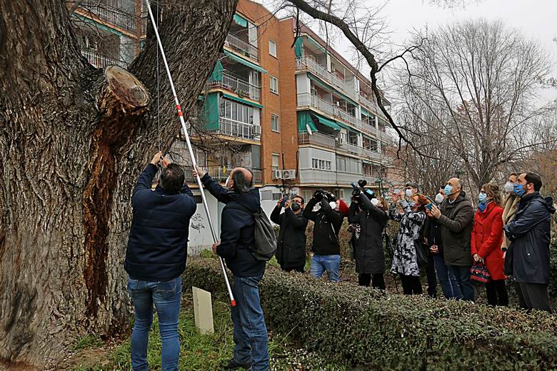 COSLADA. El olmo centenario del municipio, incluido en el Plan de Clonación de ejemplares singulares de la Comunidad de Madrid