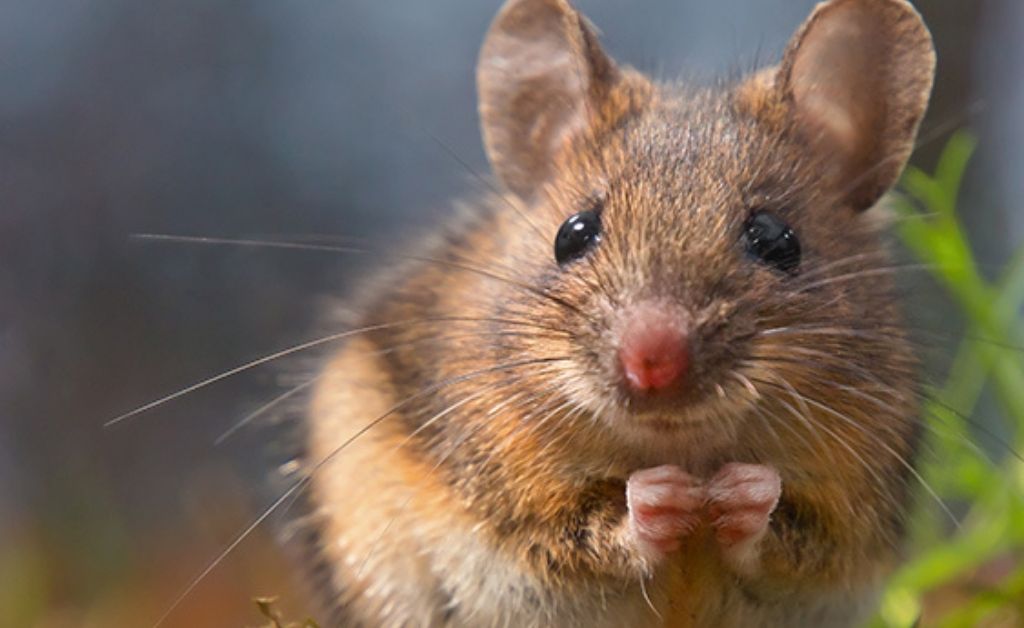 ESTADOS UNIDOS. Cinco años de cárcel para un hombre que envió una rata muerta a su exesposa