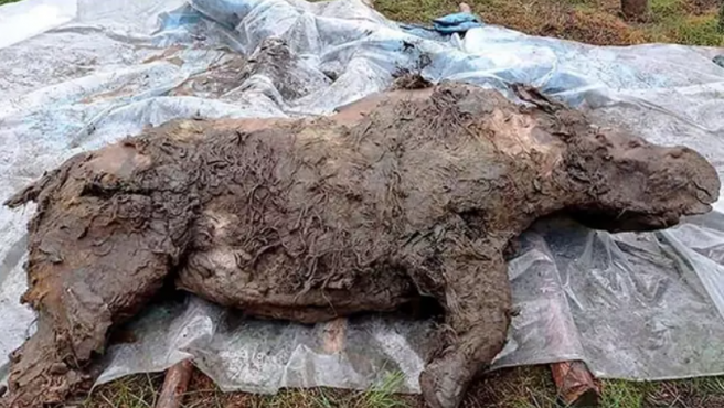 SIBERIA. Hallan un rinoceronte lanudo en perfecto estado, tras pasar 20.000 años congelado