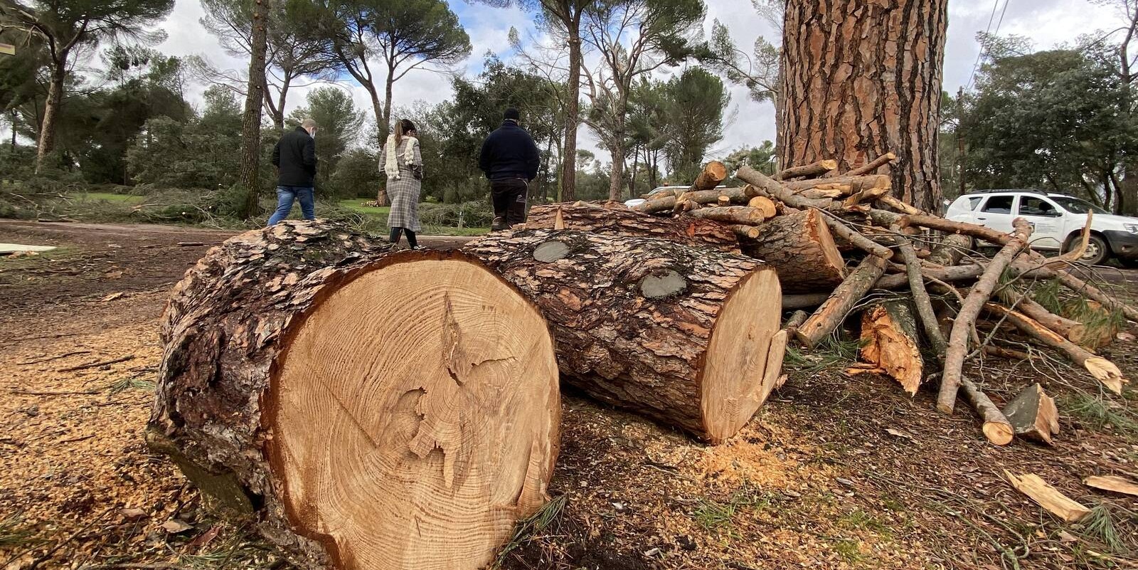 MAJADAHONDA. El Ayuntamiento reabre el sábado más de 30 hectáreas del Monte del Pilar tras Filomena