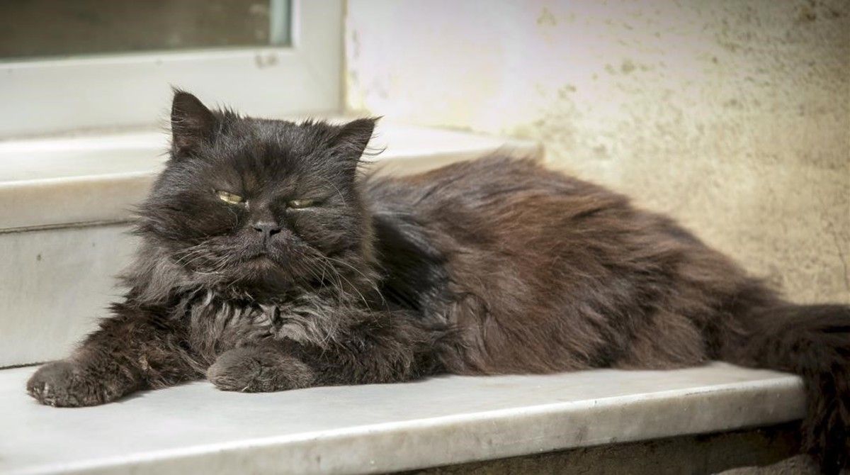 COREA DEL SUR. Detectado el primer gato con COVID al iniciar un test pionero en mascotas