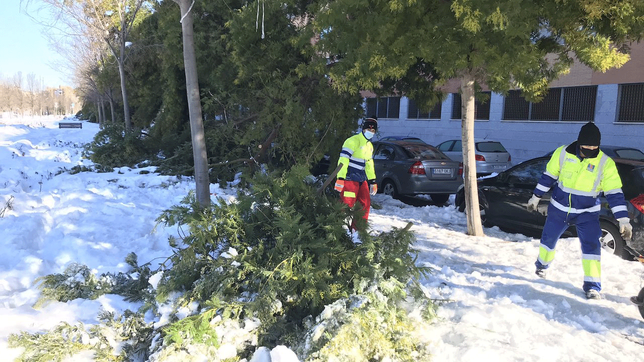 FUENLABRADA. Los parques abrirán sus puertas una vez concluyan las labores de inspección y saneo del conjunto del arbolado