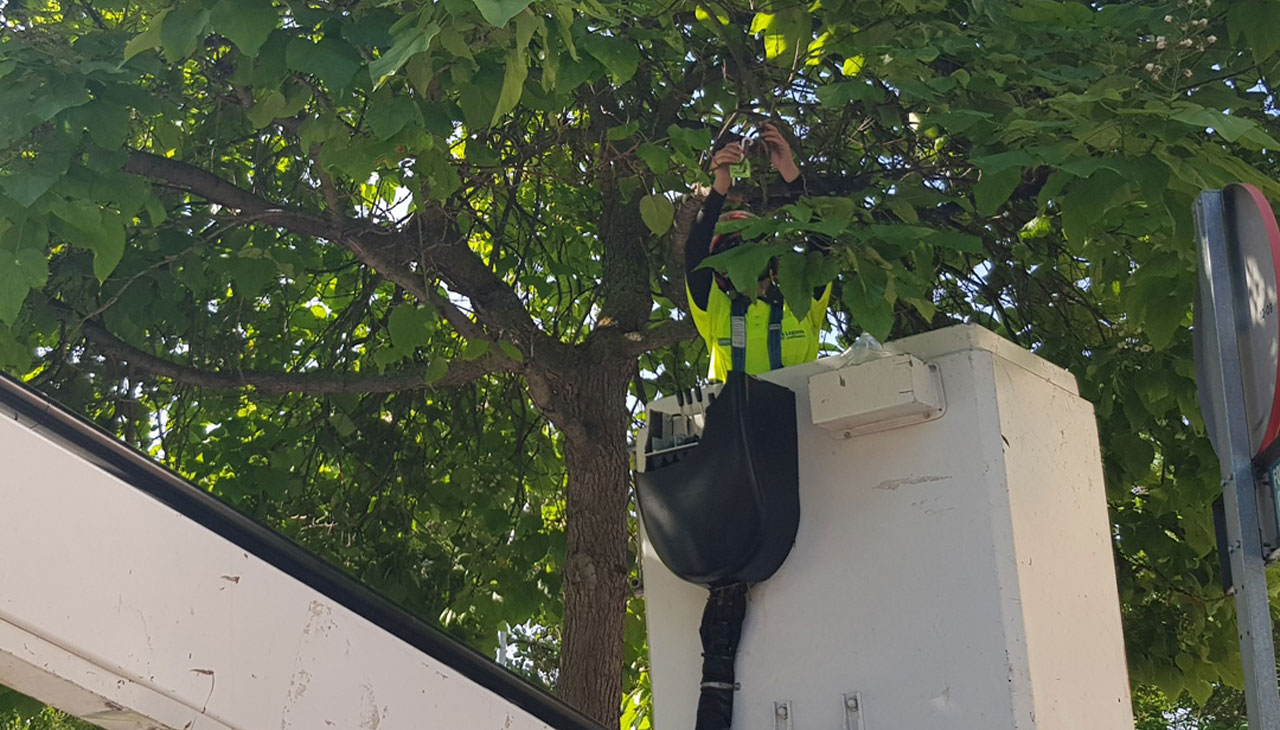 LEGANÉS. El Ayuntamiento suelta medio millón de insectos beneficiosos en 500 árboles en una nueva acción de control de plagas