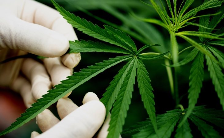 ERC y Más País llevan al Congreso la legalización del cannabis y calculan que se recaudarían 3.000 millones al año