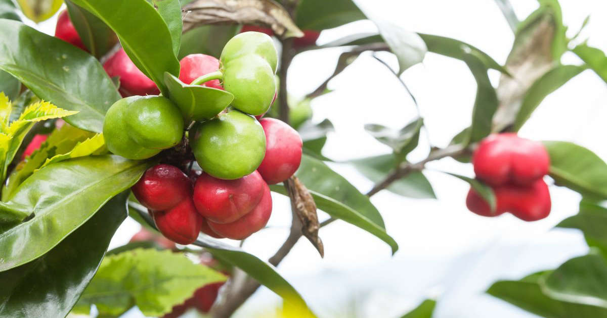 COLOMBIA. Mueren dos hermanos de 3 y 5 años tras comer un fruto venenoso en el jardín de su abuela