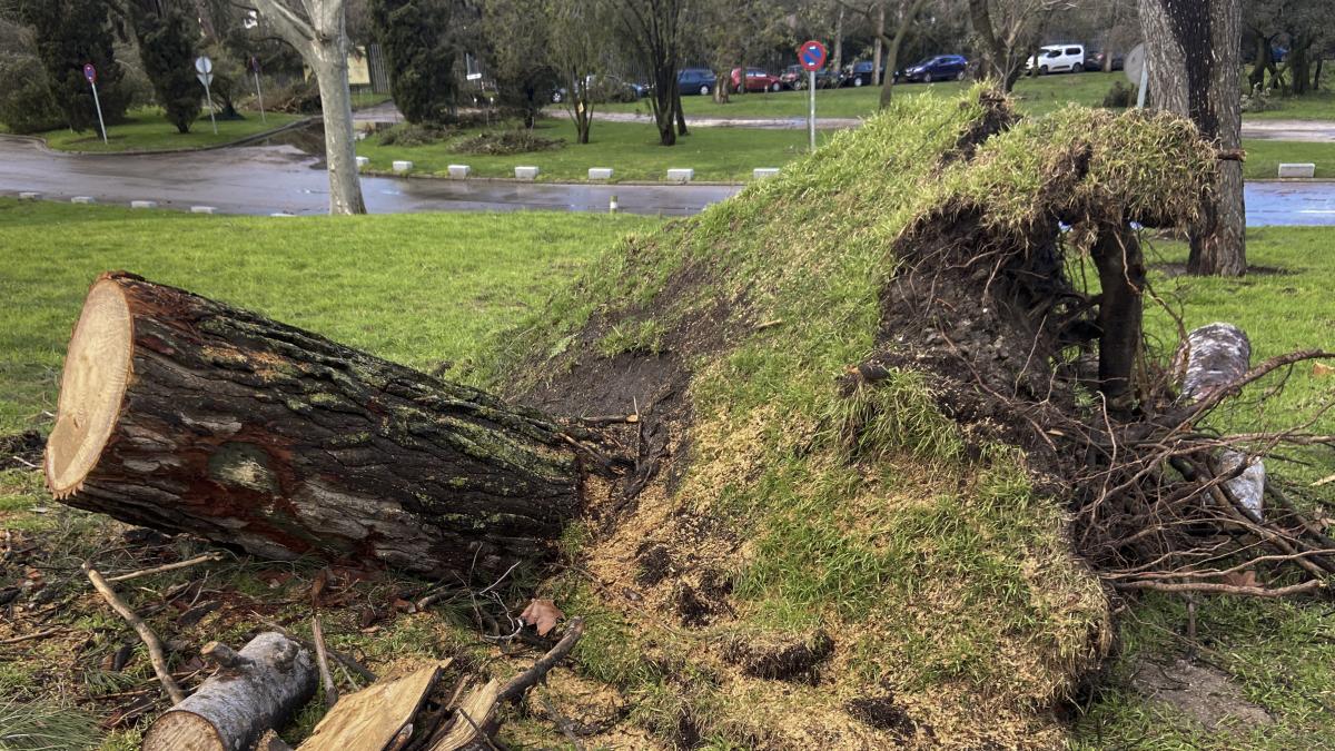 ESTADOS UNIDOS. Florida dejará de plantar sus icónicas palmeras en las ciudades para luchar contra el cambio climático
