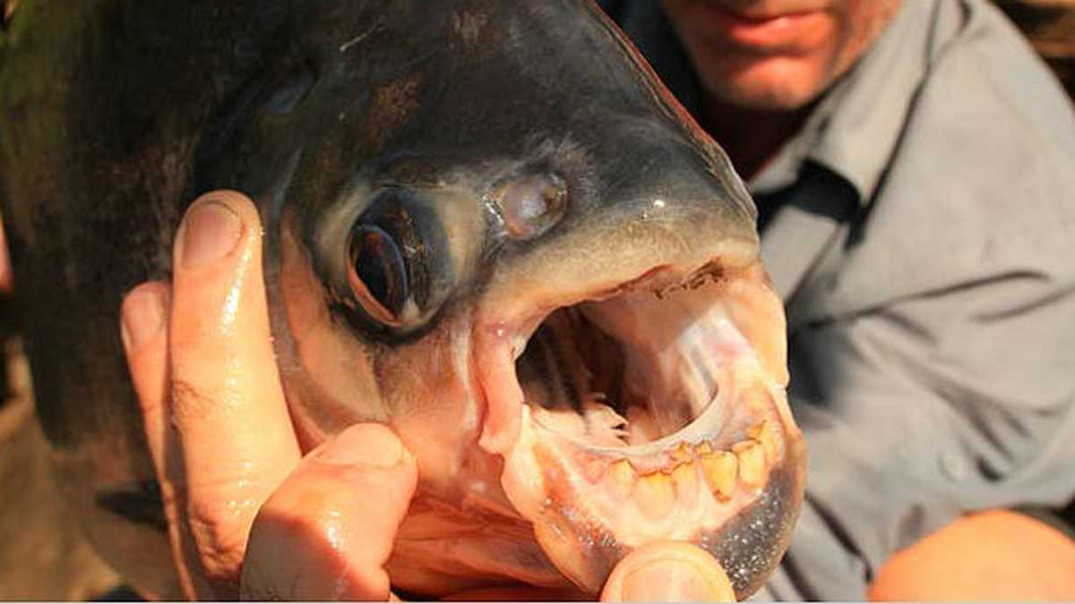 BRASIL. Un hombre huye de un enjambre de abejas, se lanza a un lago y muere atacado por pirañas