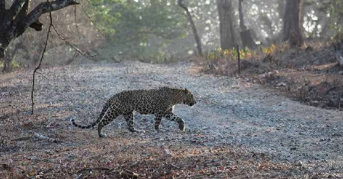 INDIA. Una mujer persigue durante dos kilómetros al leopardo que había atrapado a su hijo… y lo rescata