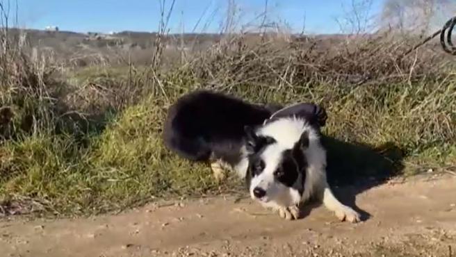 El ruido de un petardo es para un perro como una bomba