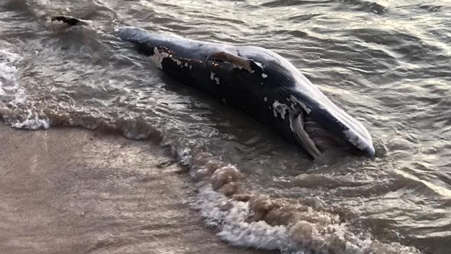 CHILE. Un error en el rescate de una ballena provoca su ahogamiento: le taparon sin querer su orificio de respiración