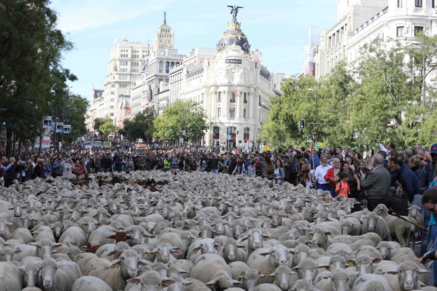 Miles de ovejas y cientos de cabras colapsaron ayer el centro de Madrid en la fiesta de la trashumancia