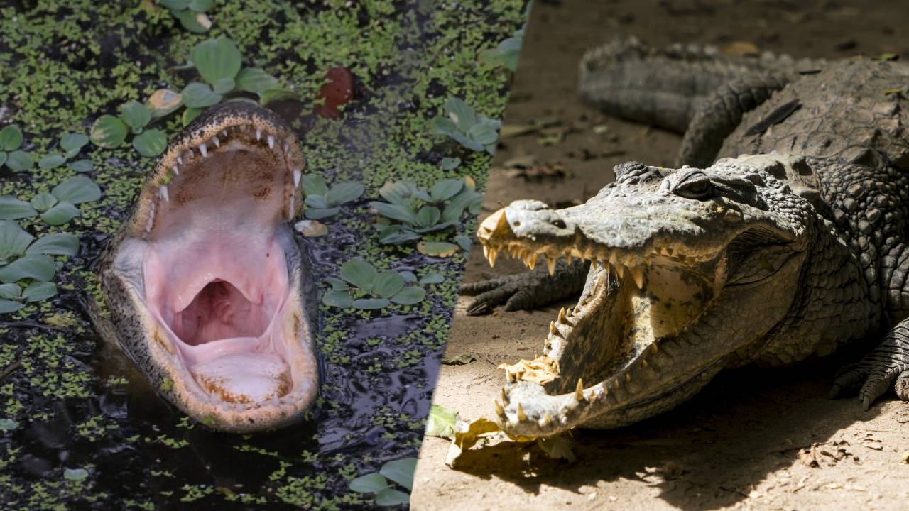 Un caimán mata a una mujer de 85 años que paseaba a su perro en Florida