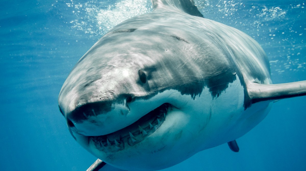 Hallan el cuerpo de un hombre desaparecido dentro de un tiburón, cuando vio al escualo pensó: “Me dio por abrirle la panza y encontré un antebrazo con un tatuaje”