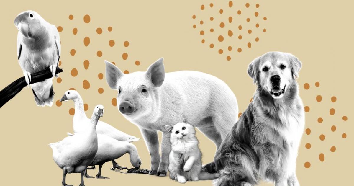 El Gobierno logra aprobar definitivamente la ley de bienestar animal pese a un nuevo desplante de ERC