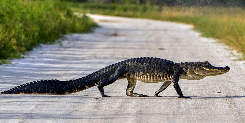 Encuentran un caimán dentro de su casa que se había colado por puerta del perro